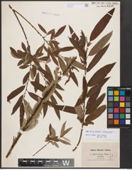 Salix burjatica Nasarow